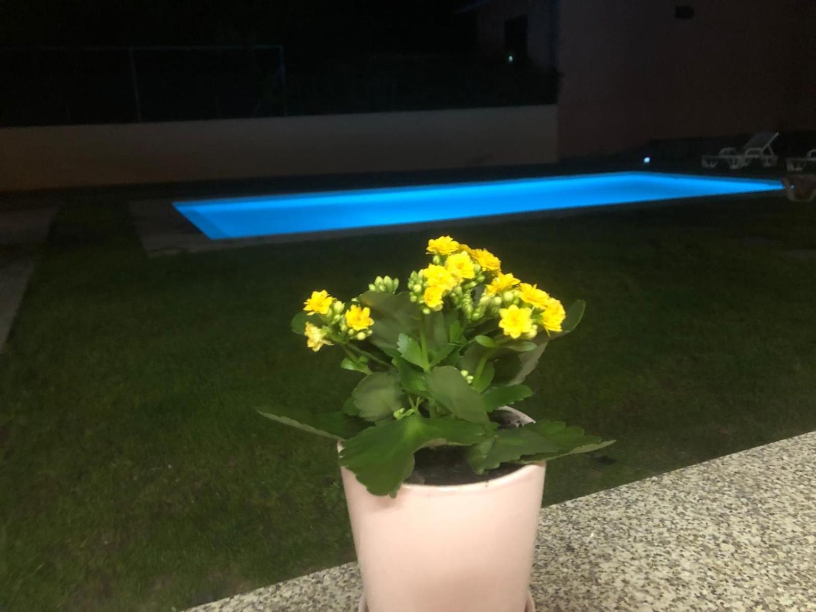 Eucalyptus Pink House